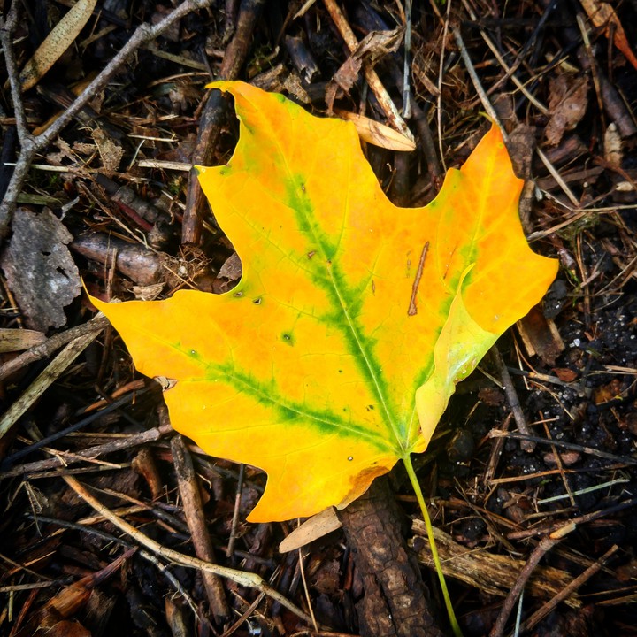 Autumn is Gold
