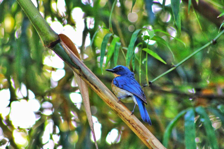 beautiful blue bird