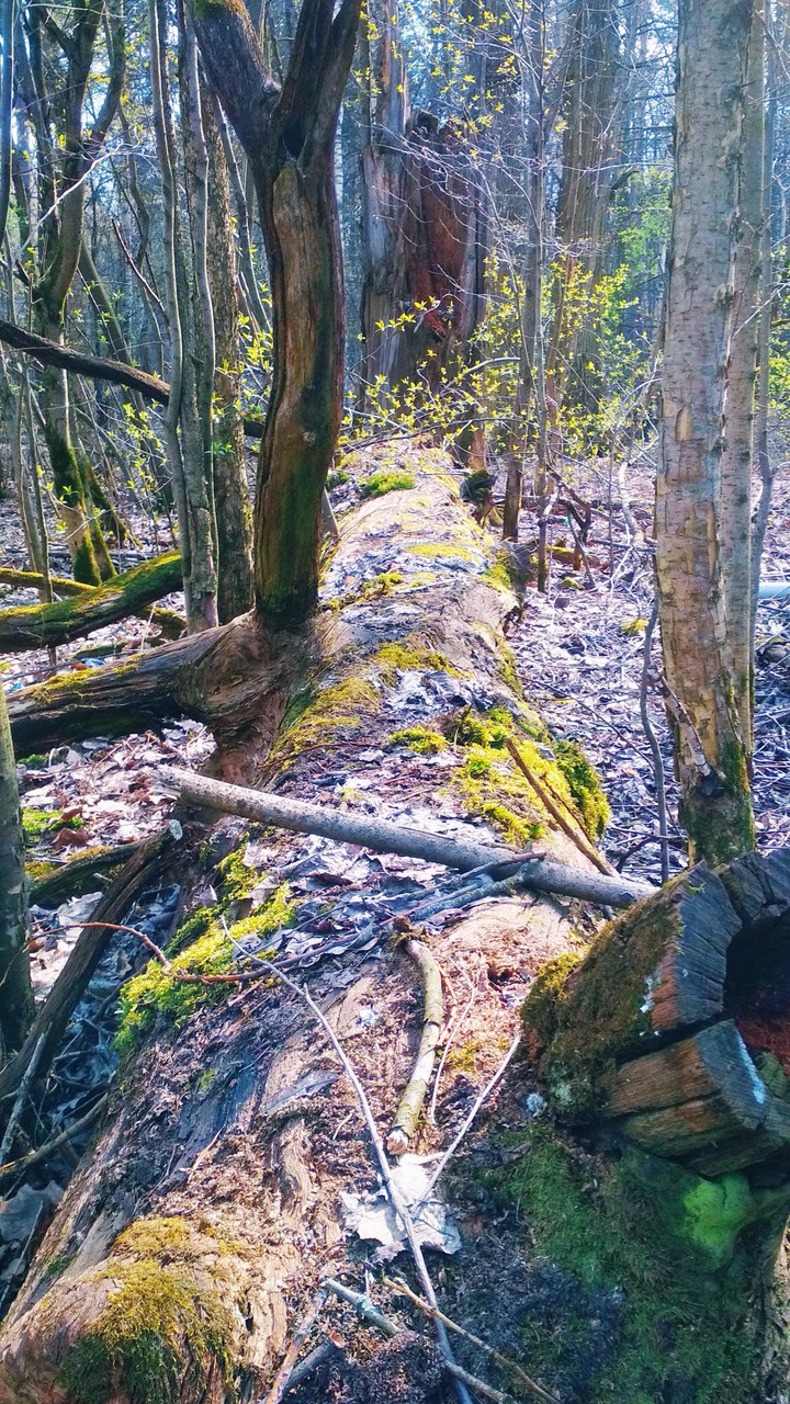old tree