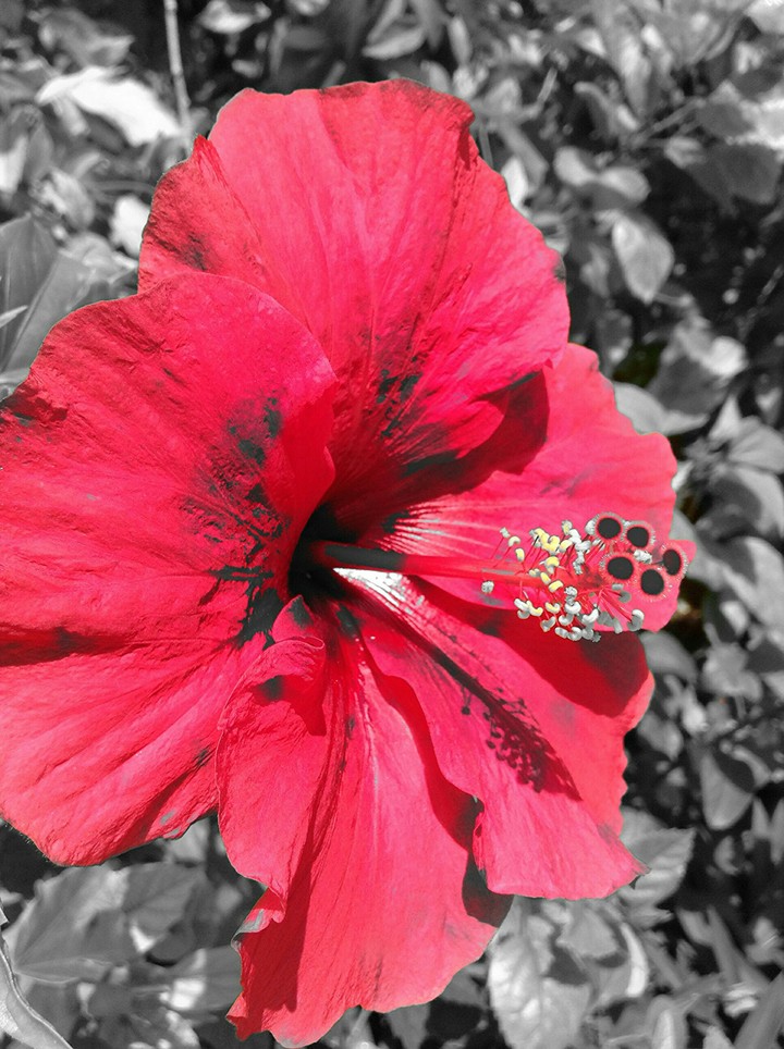 Flash Flower !!