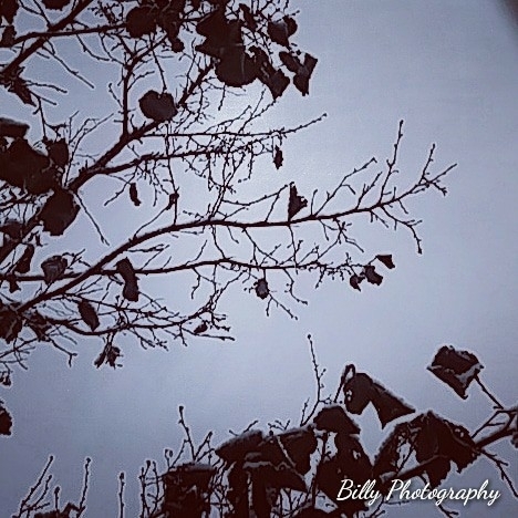 billy photography