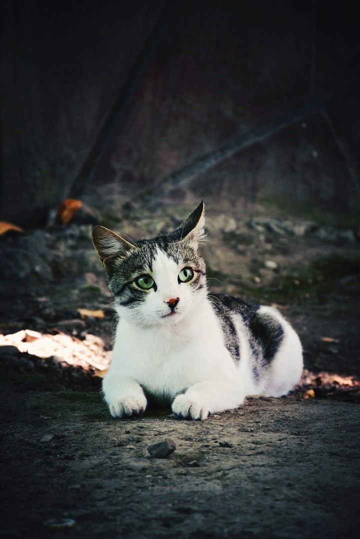cat
