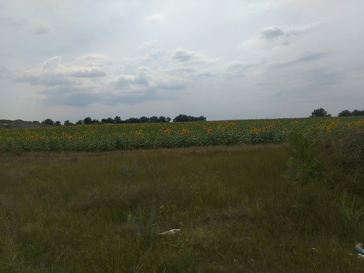 Поле