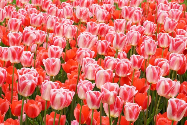 Red tulips