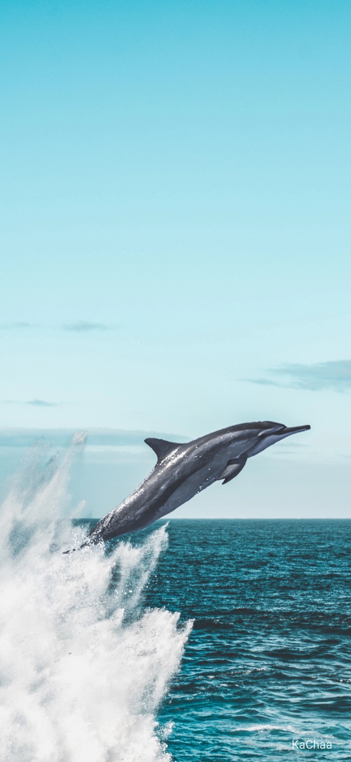 dolphin