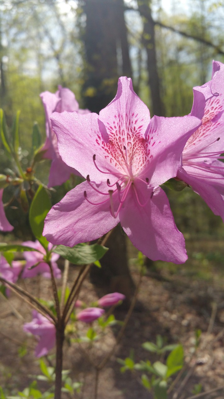 purple azalea