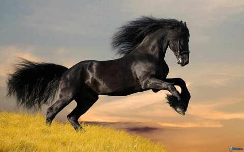 רקעים mare, Livestock