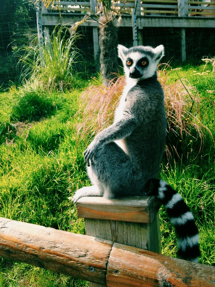 lemurs)