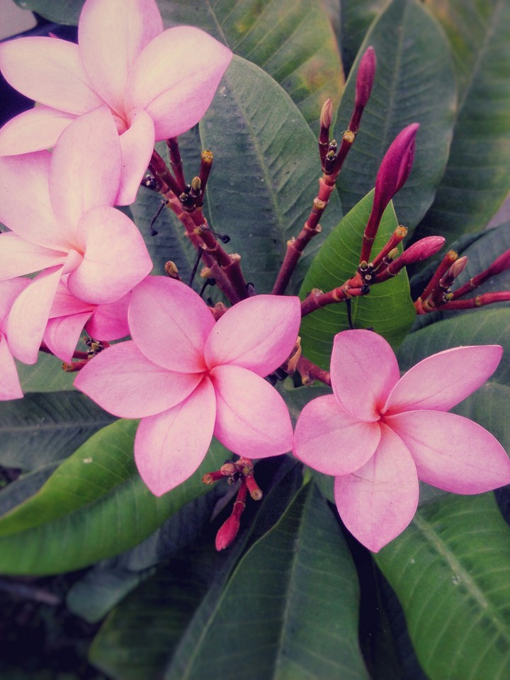 Beauty is nature