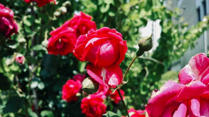 A Red Rose