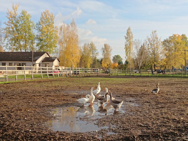 Geese
