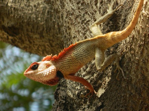 Chameleon reptile