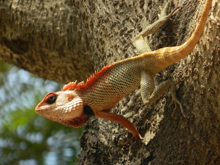 Chameleon reptile