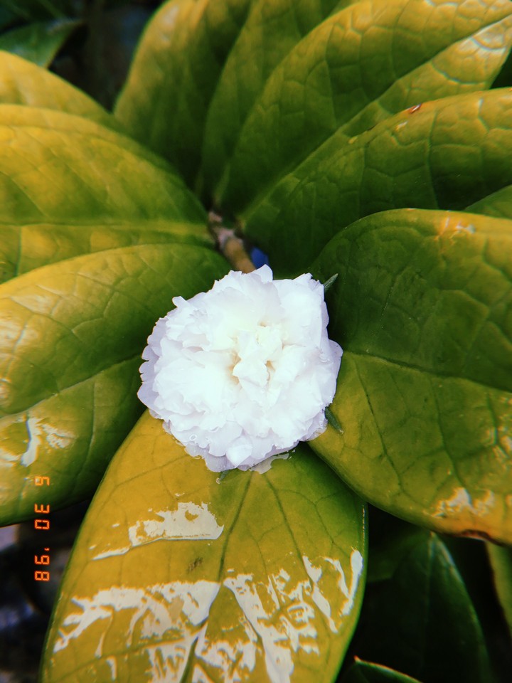 white is beautiful