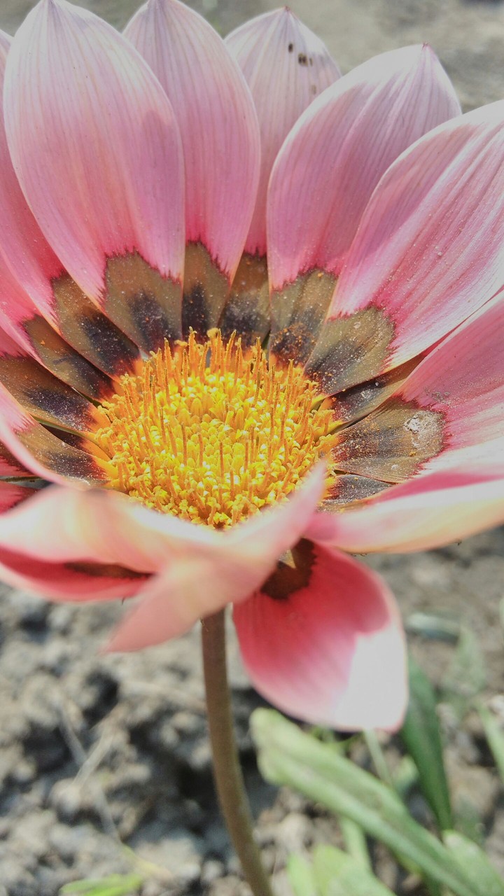 beauty of nature