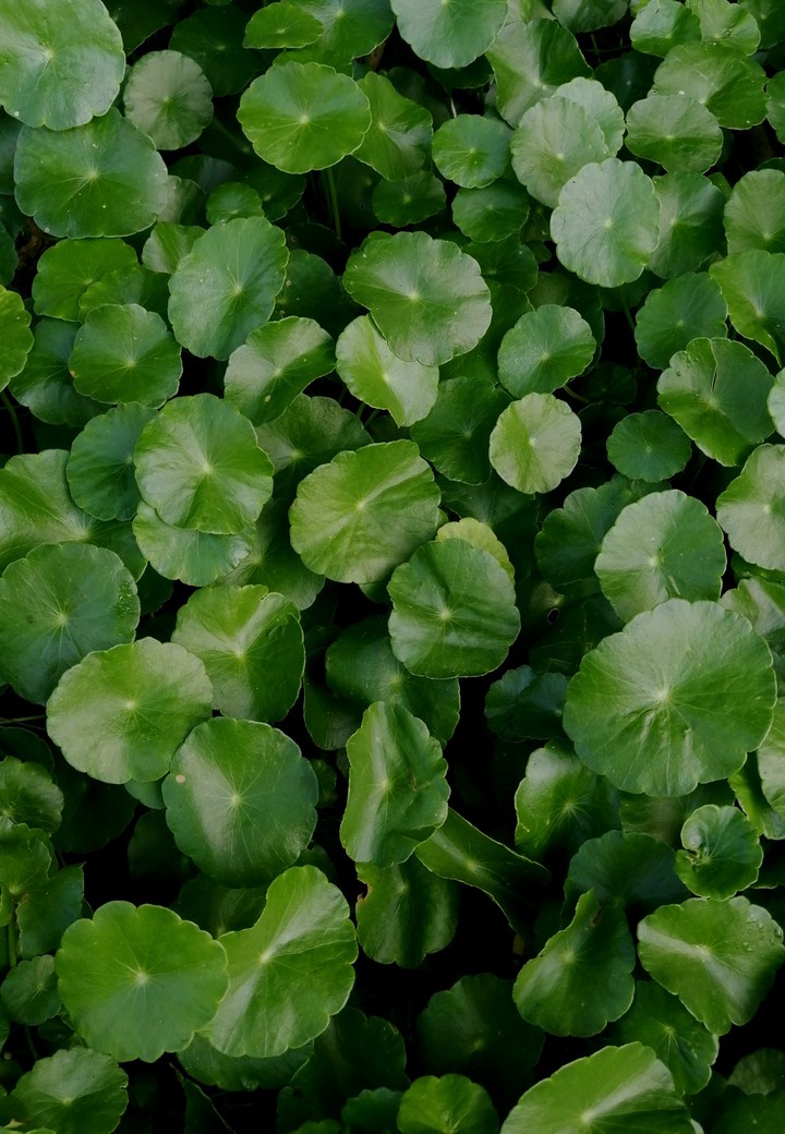 green