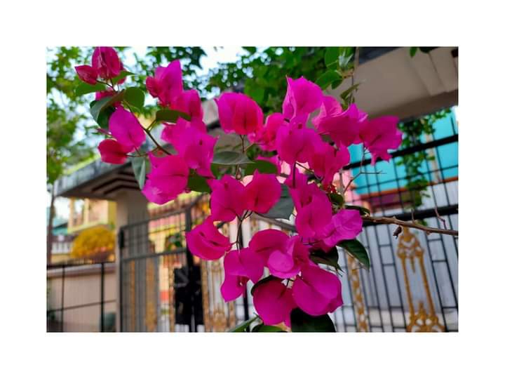 Pink flowers