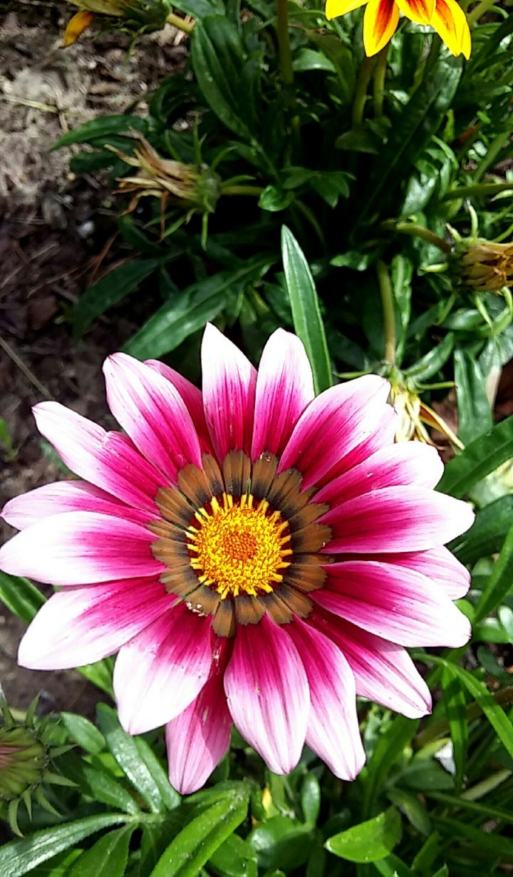 In bloom