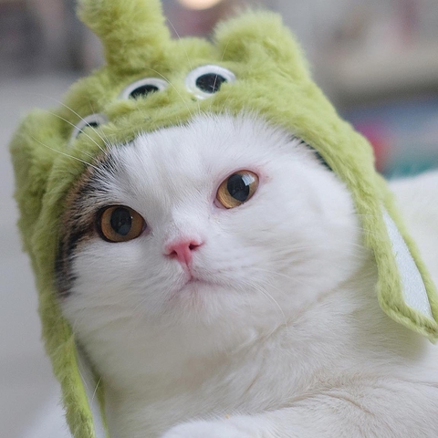 cat, whiskers壁紙
