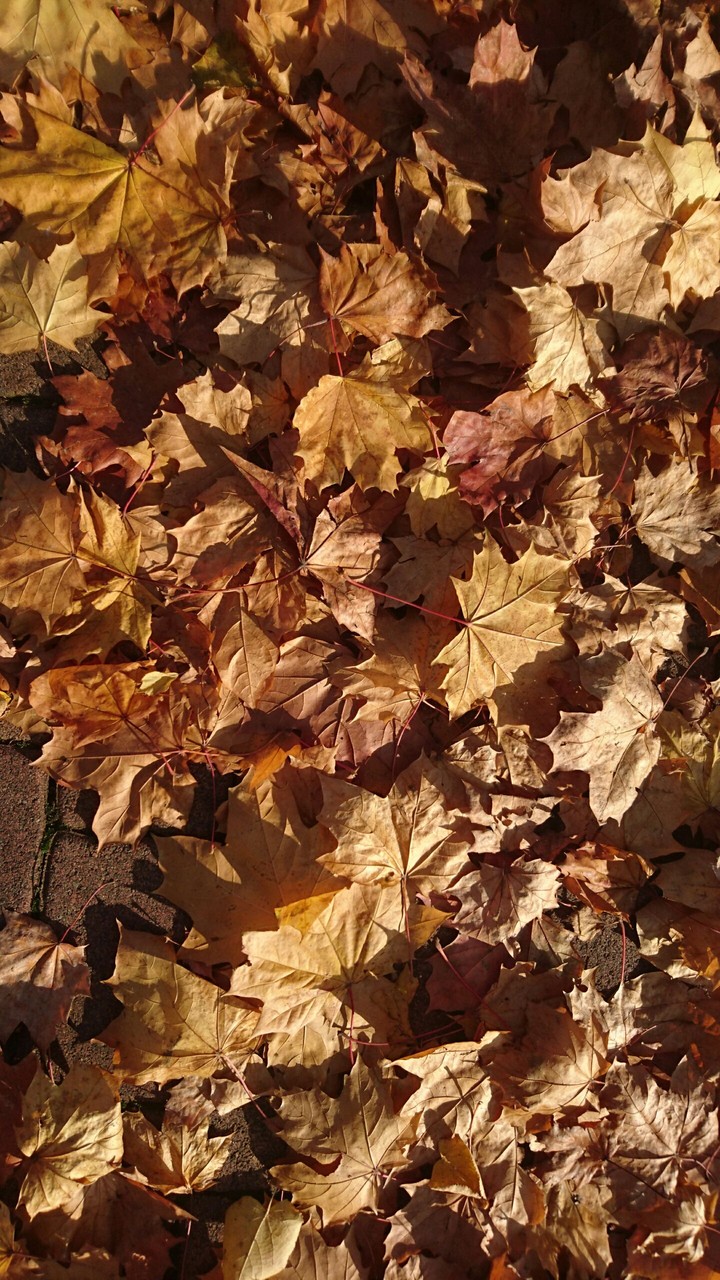 Leaf