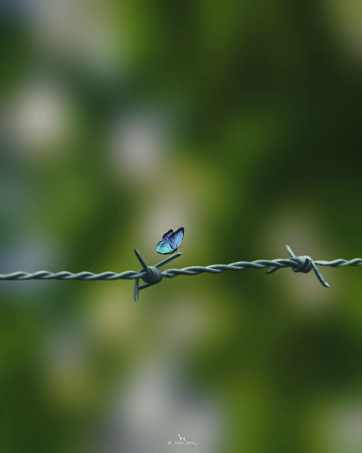 butterfly