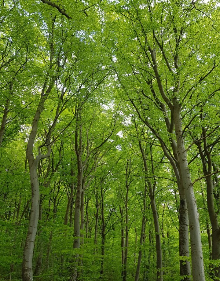 in the green wood