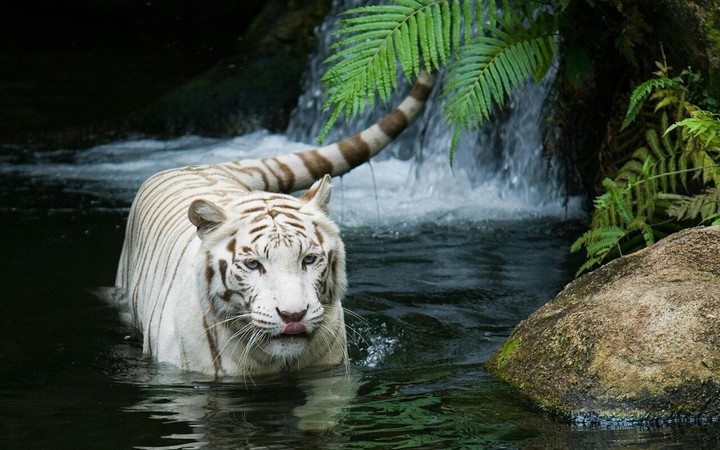 tiger 