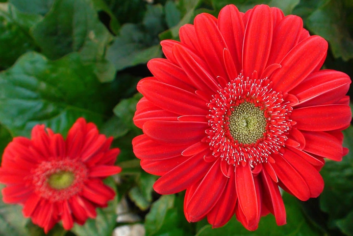 Gerbera