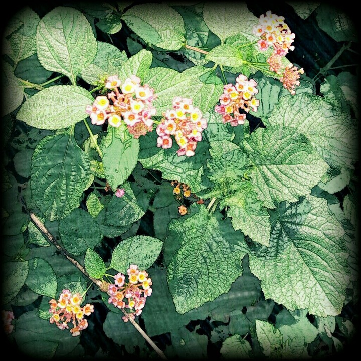 wild flowers