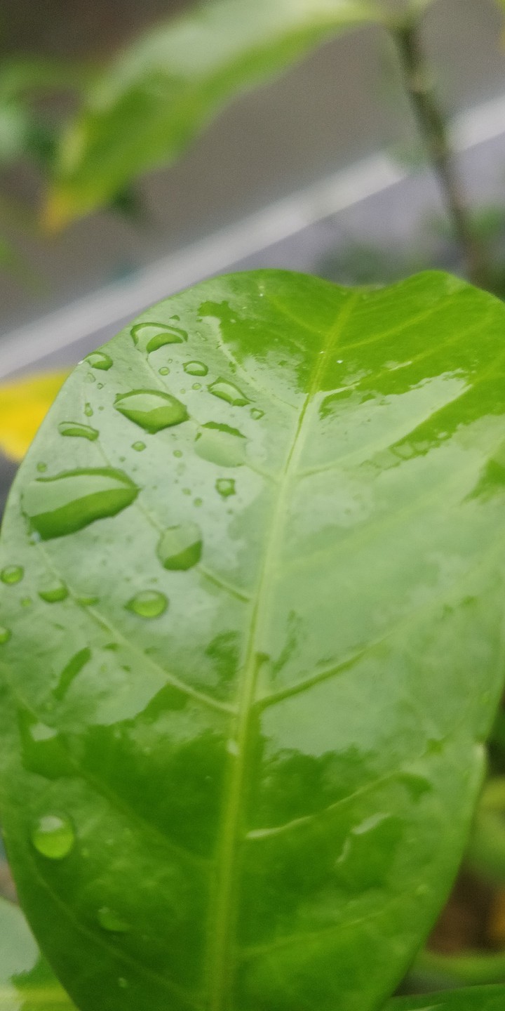 settling drops
