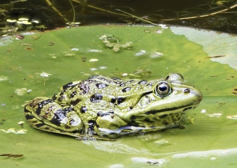 amphibians, frog Hintergrundbilder