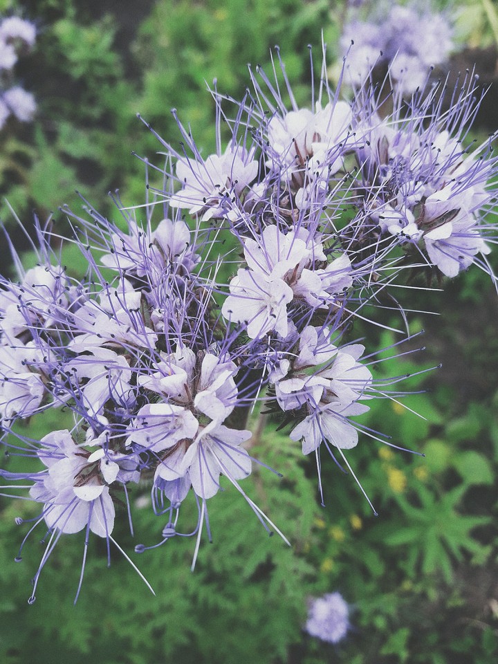 phacelia