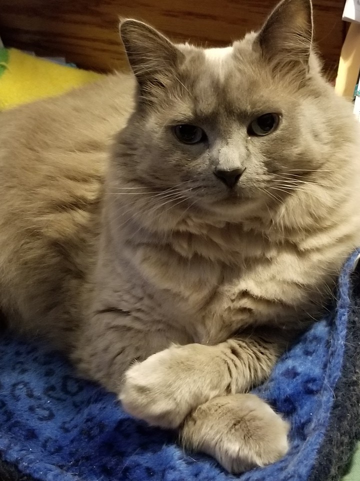 Lilac Pt. Siamese