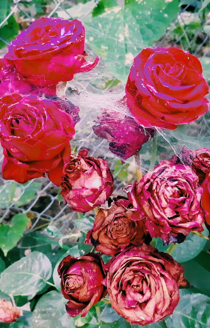 rose