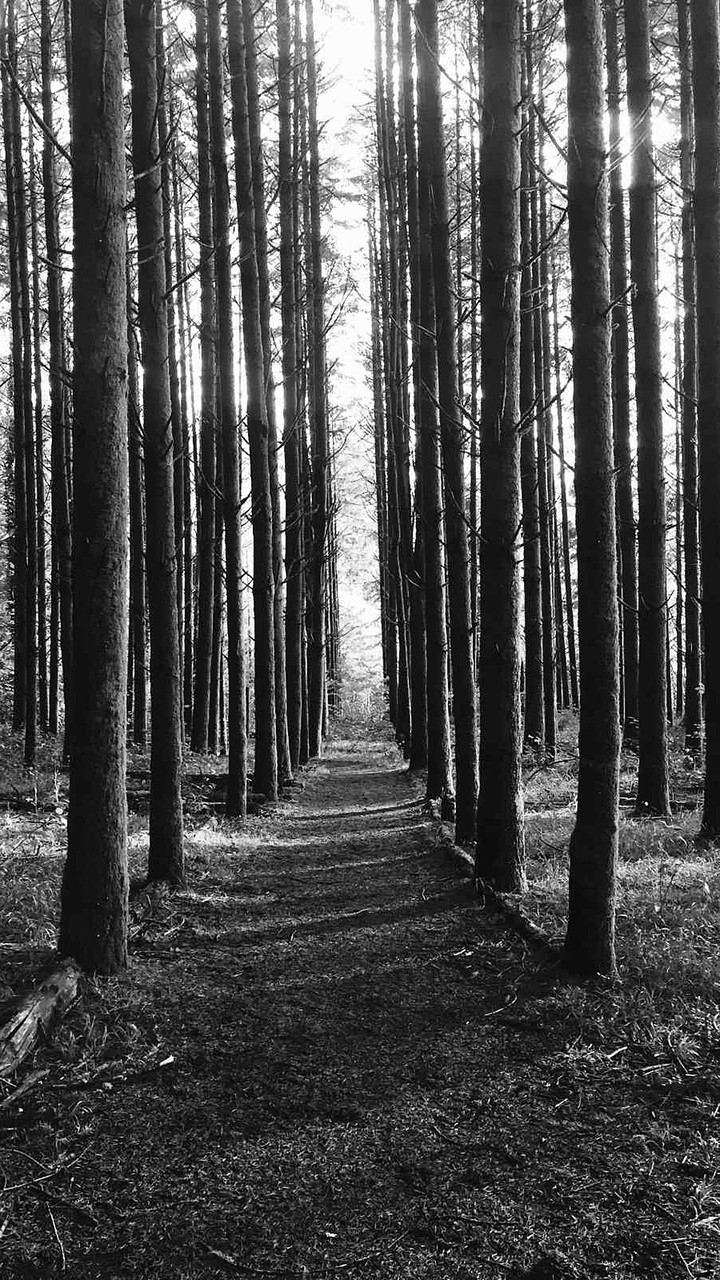 forest