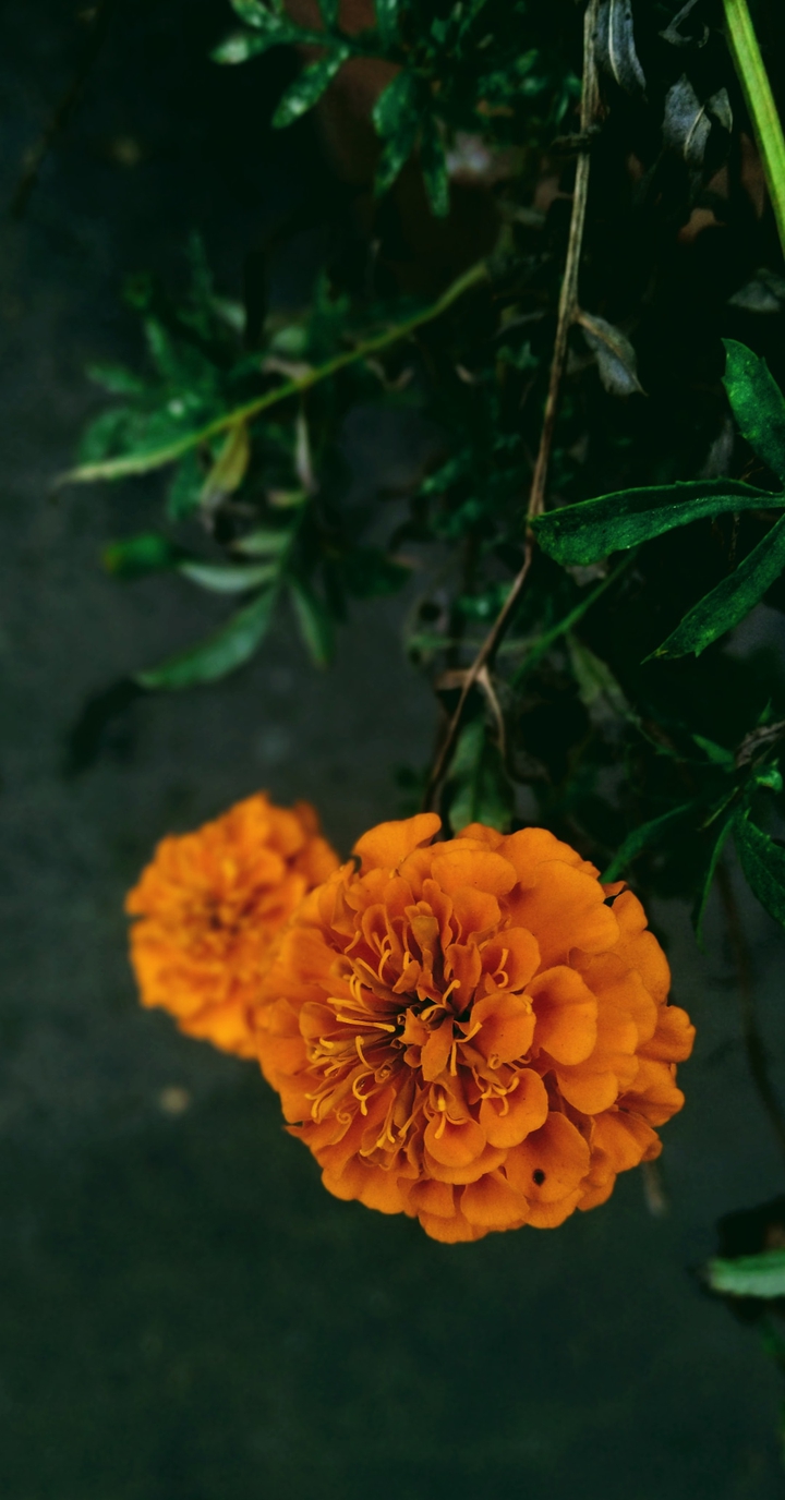 bloom