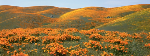 wildflower, hill háttérképek