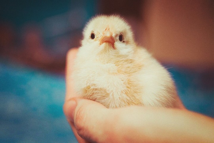 chick in hand