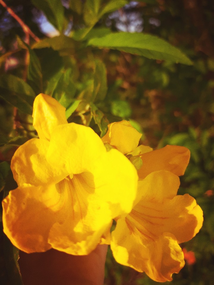 flower of smiles