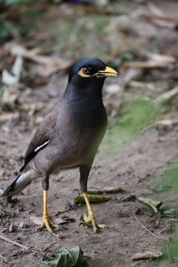 Bird