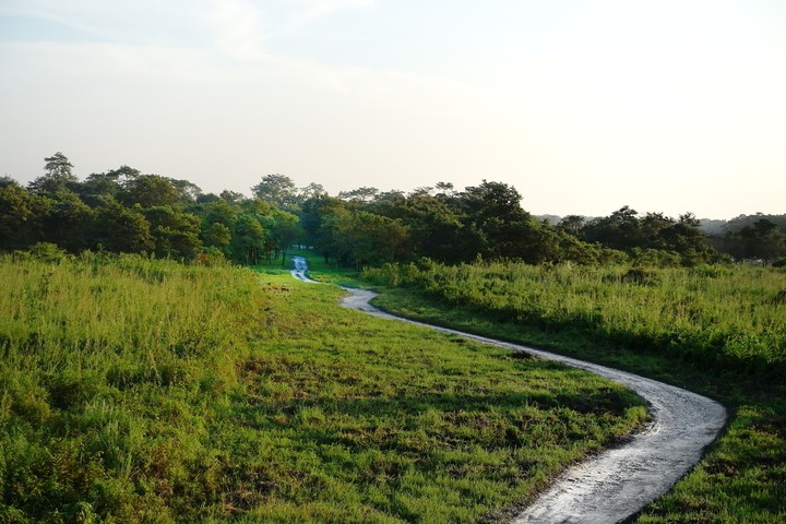 forest road
