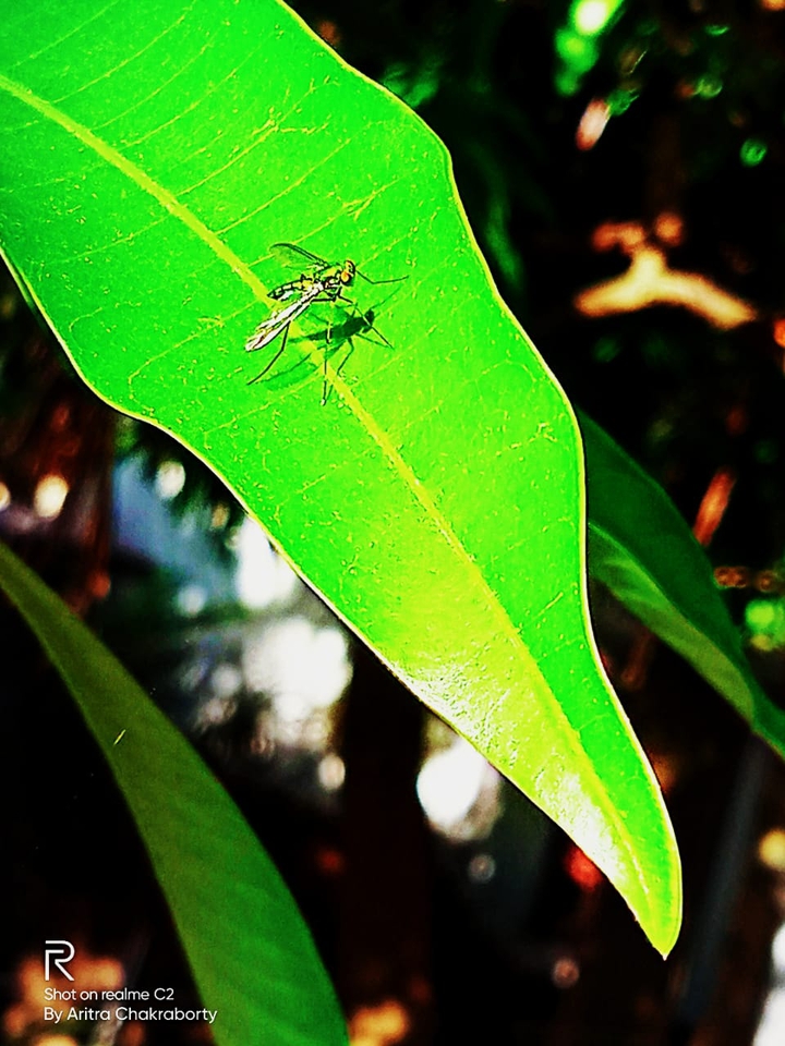 insect