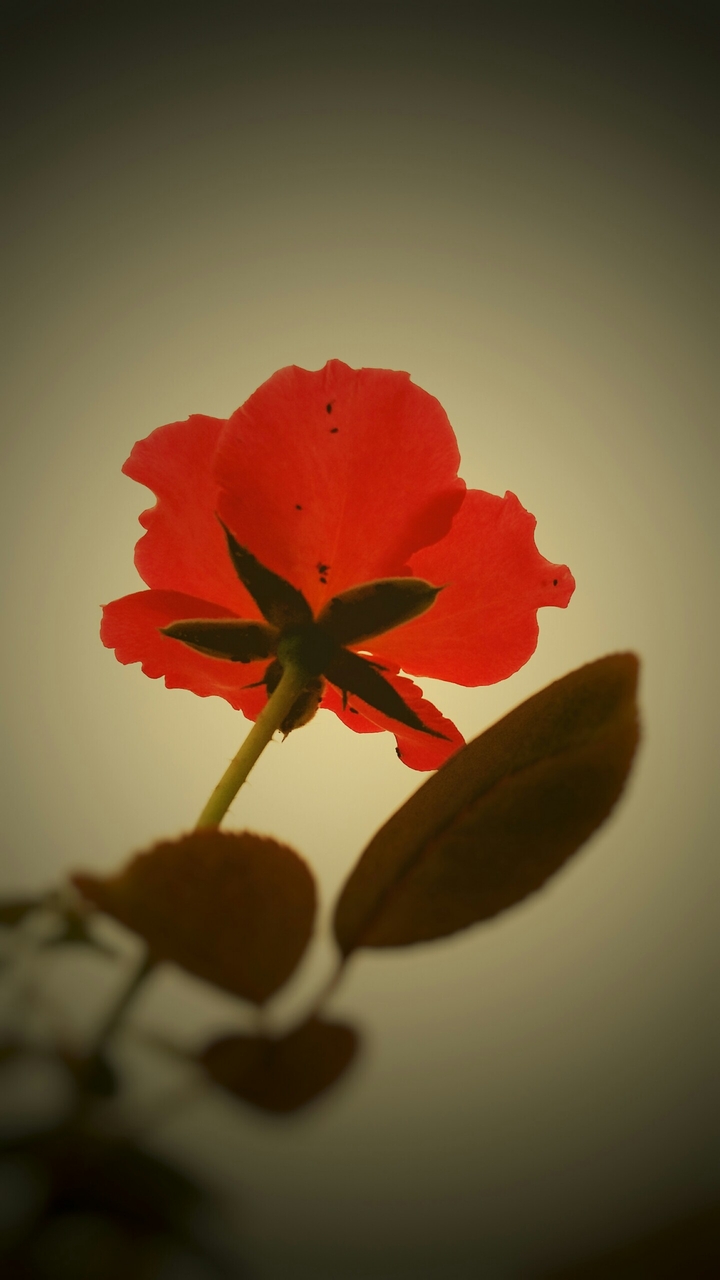 Rose flower