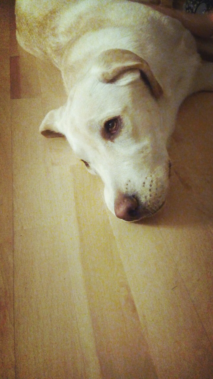 dog