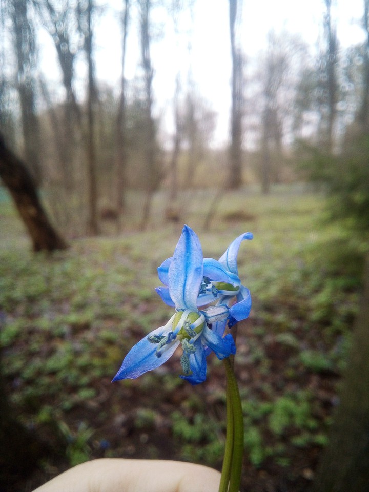 spring