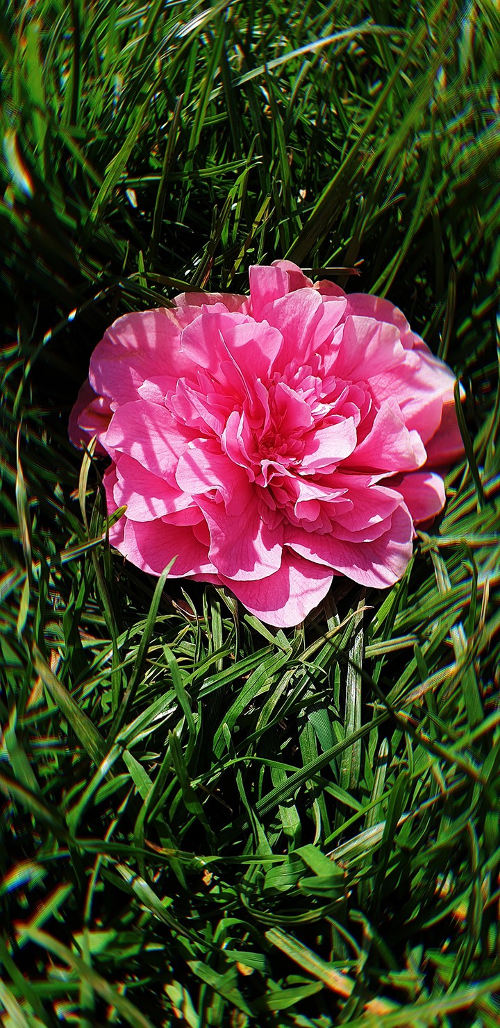 Pink Flower