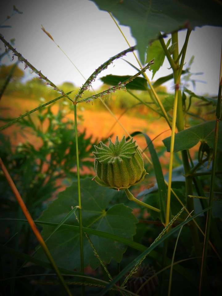 plant