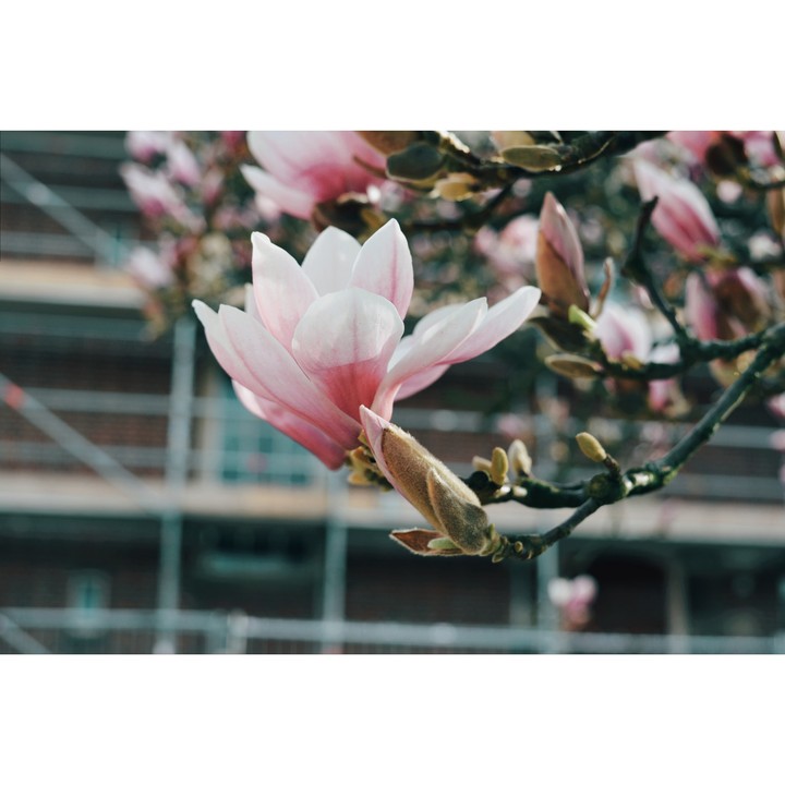magnolia