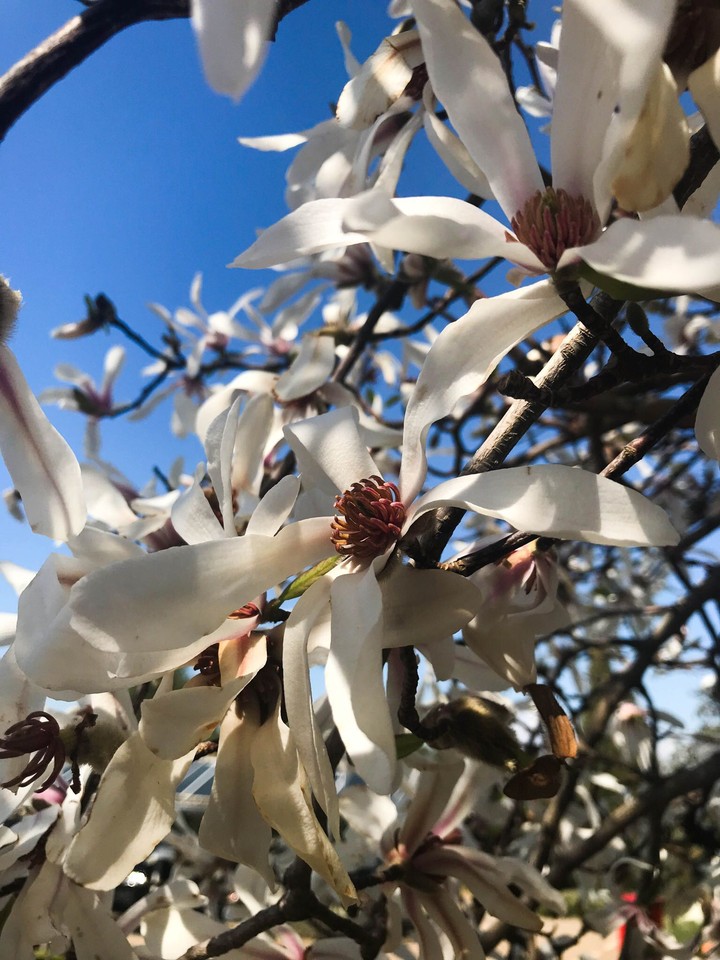 Spring
