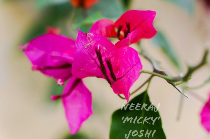 Flower leafs